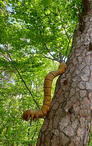 Chenille à Charance
