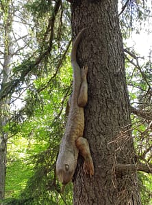 Le Lézard à Charance