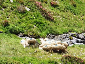 Lac Lautier (38)