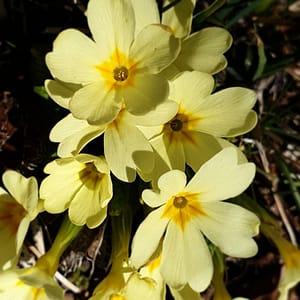 Fleurs