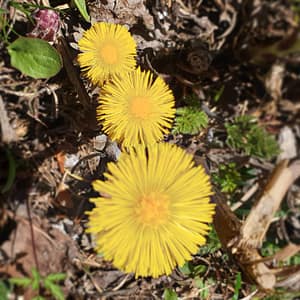 Petites Fleurs