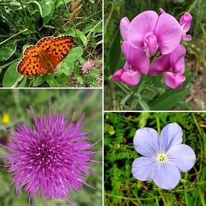 Les Fleurs du Canal
